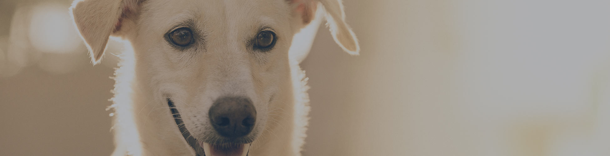 Dog Hunde