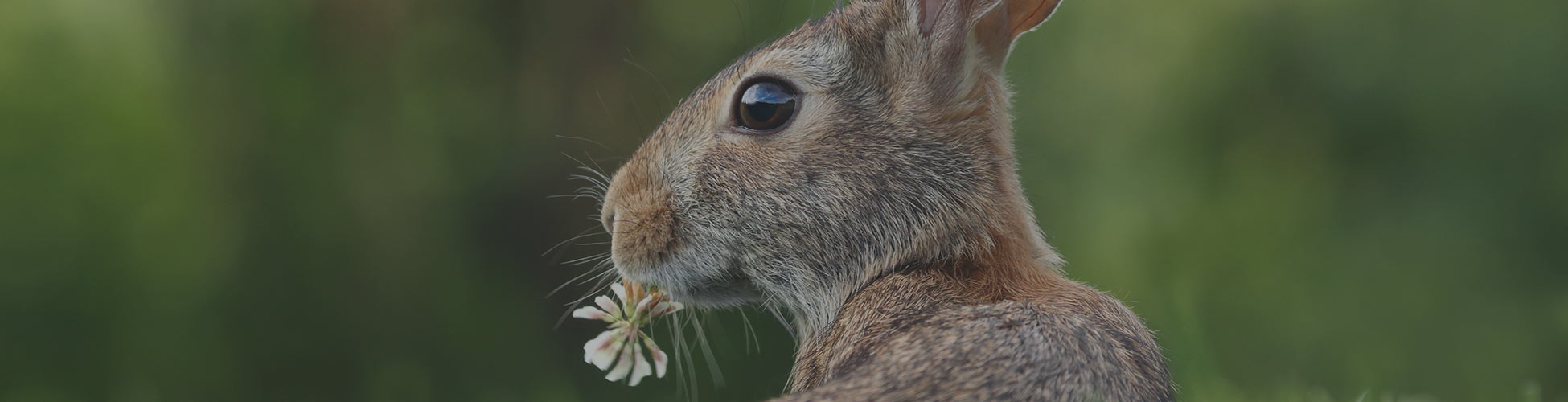 Bunny Hunde