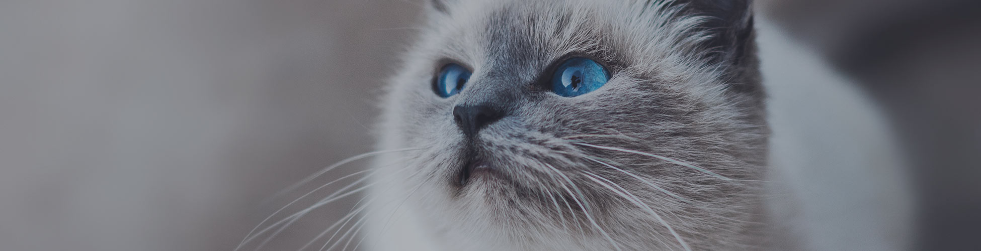 Cat Hunde