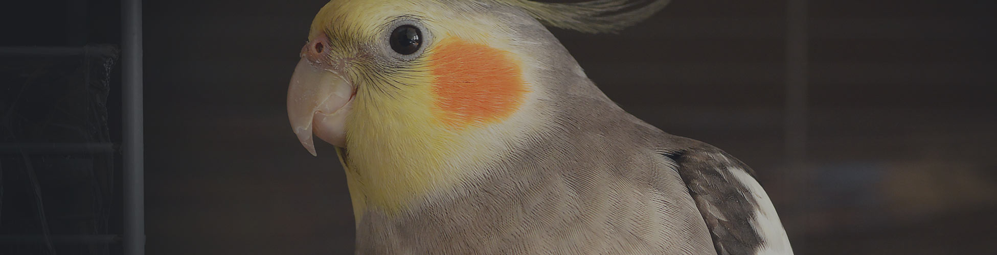 Cockatoo